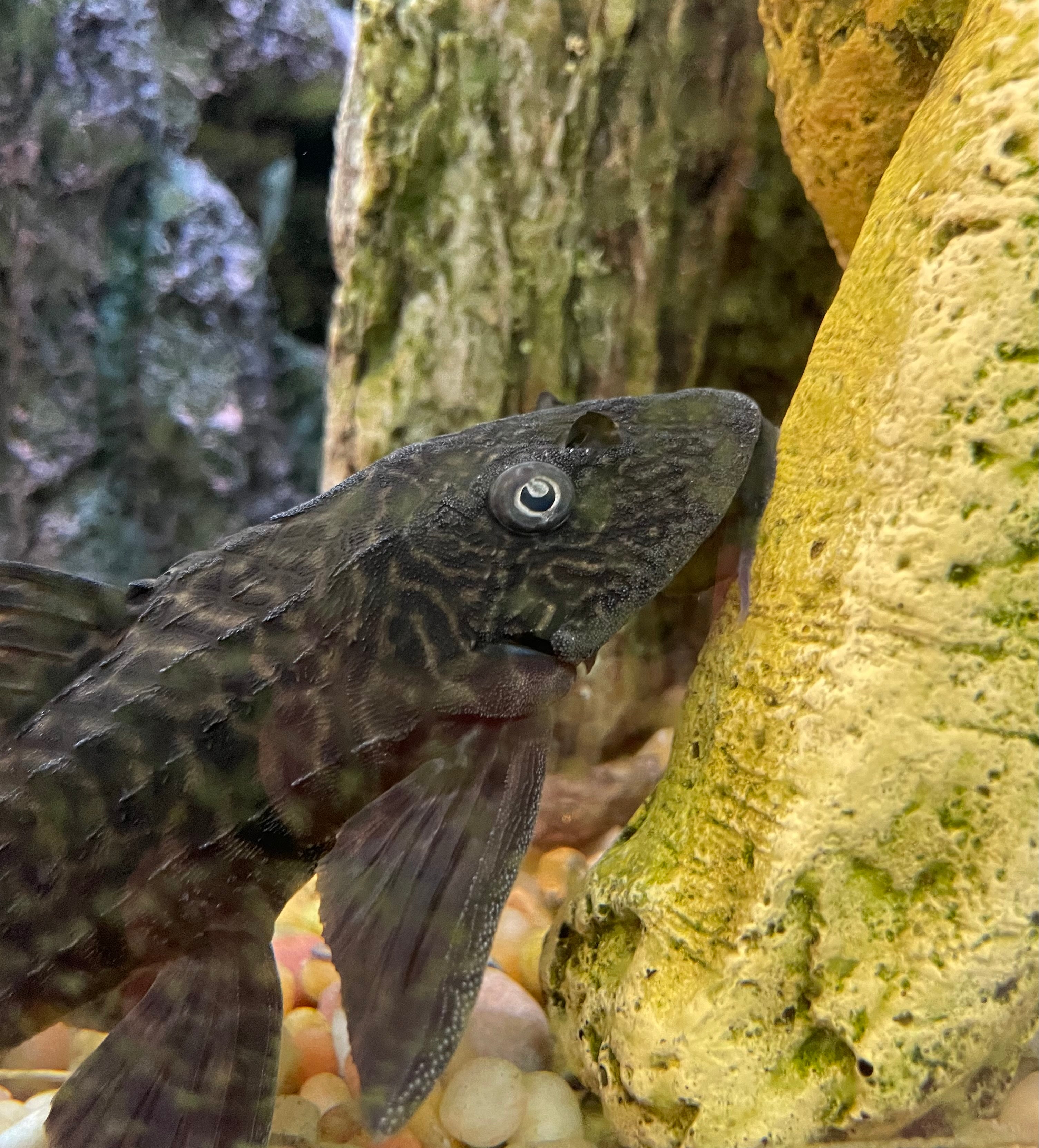 What vegetables do plecos like?
