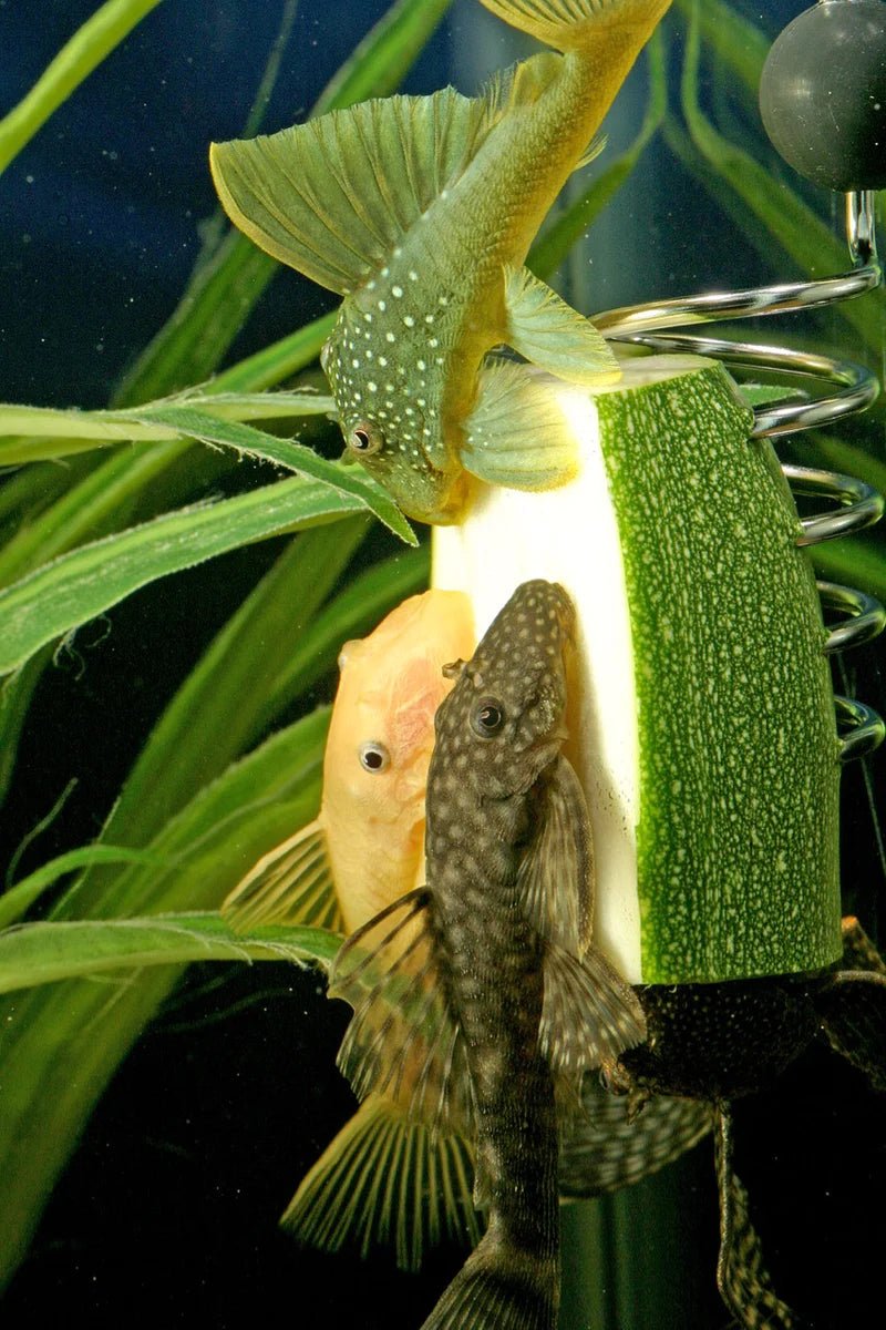 It's a pleco fish party!  Plecostomus feeding on The Pleco Feeder.