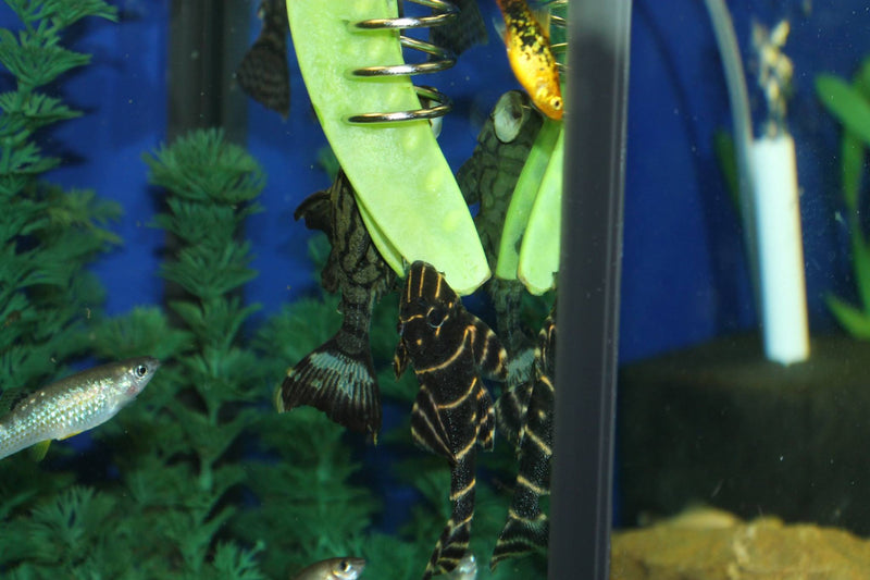 Pleco fish eating squash