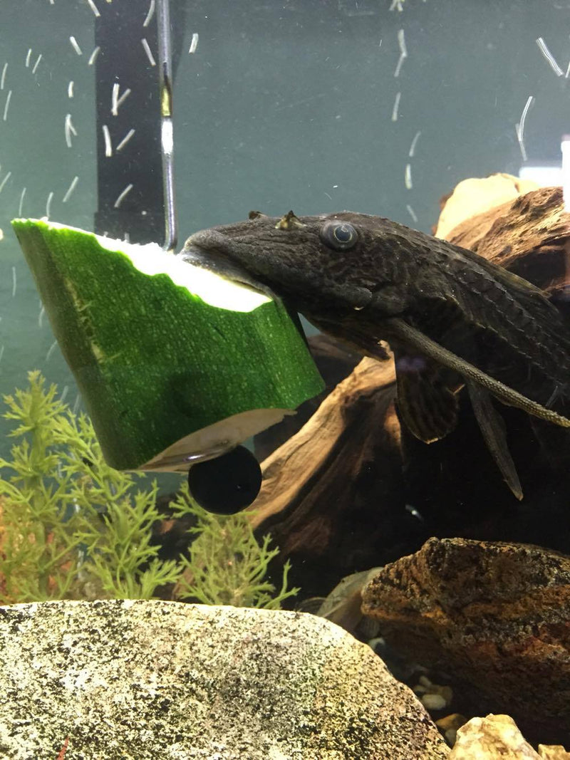 Pleco fish eating