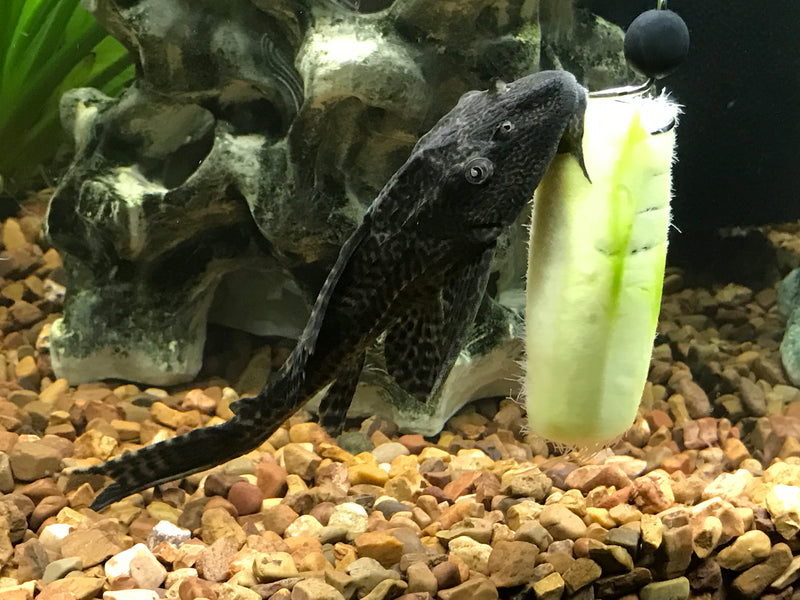 Plecos Eating Vegetables