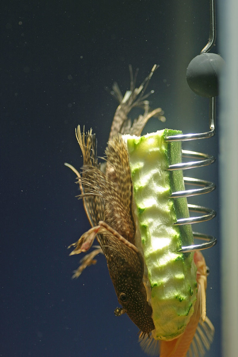 Pleco fish in a home aquarium
