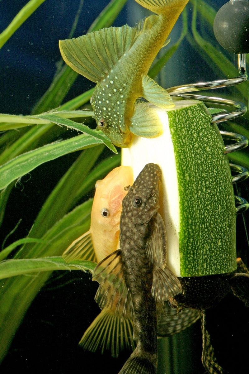 A pleco party. A green phantom pleco, a L144 Blue Eyed ancistrus, and a long finned ancistrus.