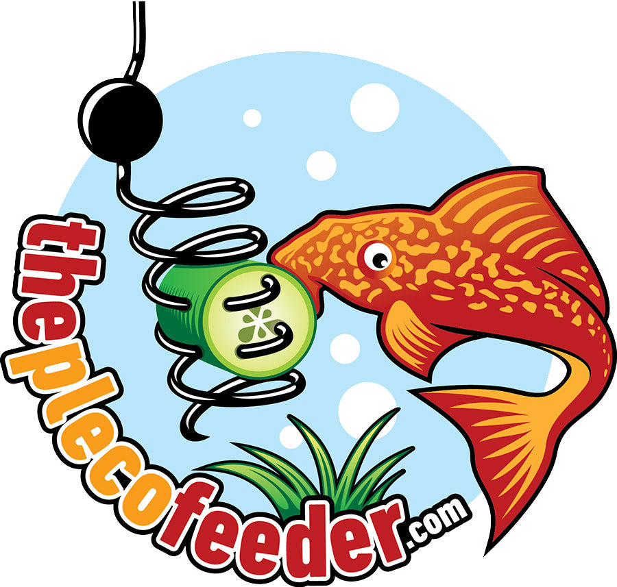 The Pleco Feeder  The Better Way to Feed Your Pleco Fish