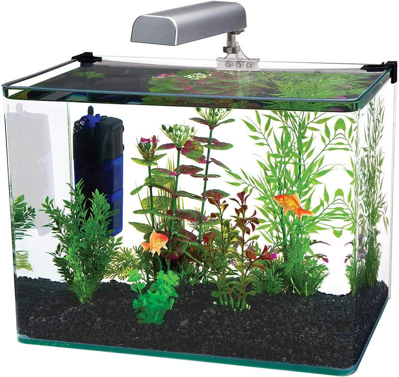 10-Gallon Guidelines: Number of Fish, Heater Wattage, Filter GPH, Lighting