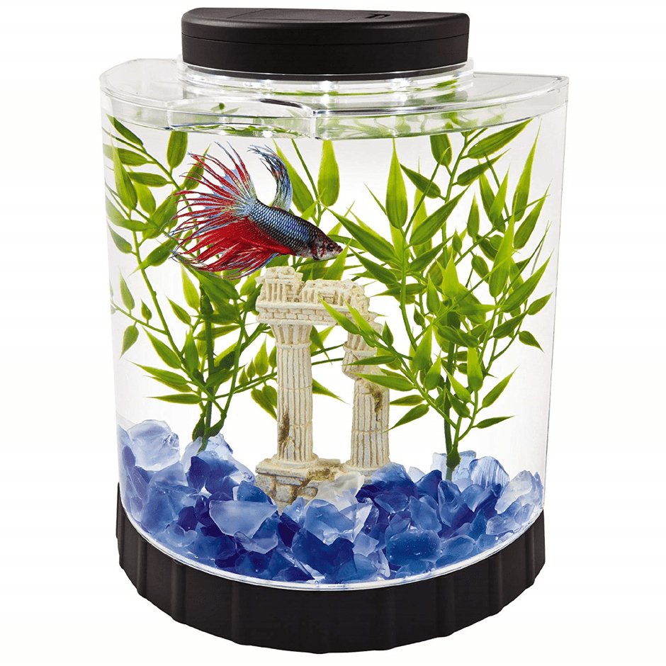 10 Aquariums Perfect for Offices Waiting Rooms Businesses and More Pleco Feeder