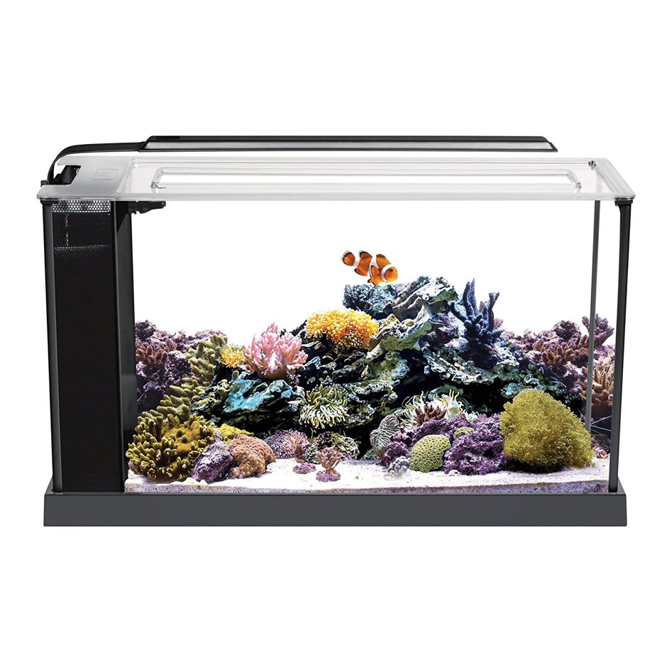 5 Easy Saltwater Aquarium Kits for Beginners