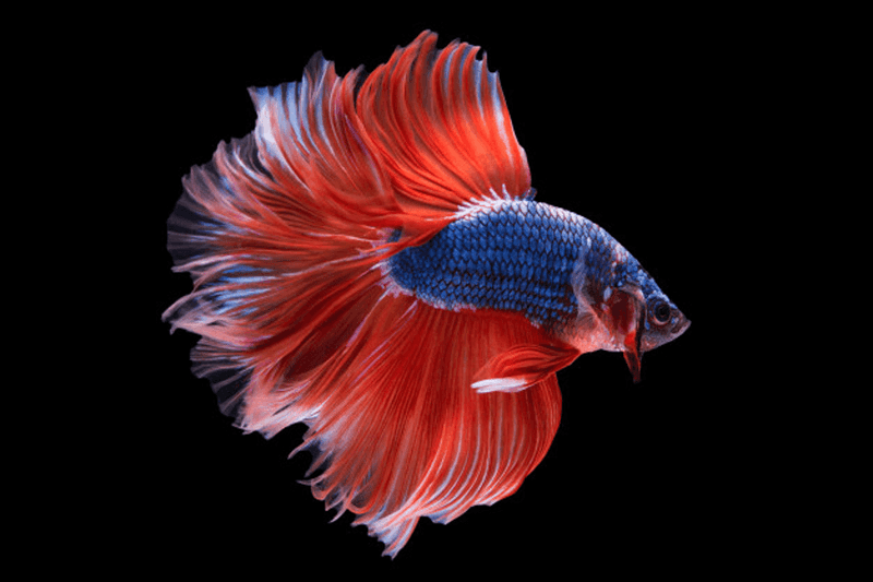 What Fish Can Thrive in a 5-Gallon Aquarium?