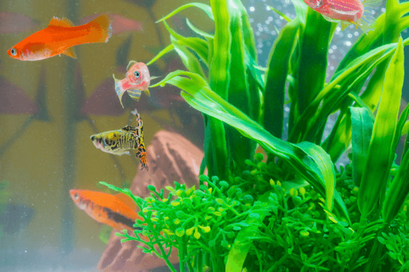 Easiest aquarium plants to take care of