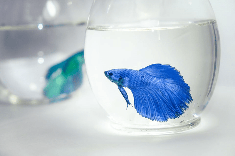 Set Up and Maintain a Fish Tank for a Betta