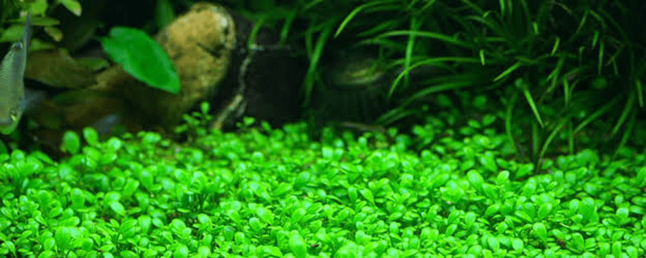 How to Grow Aquarium Grass