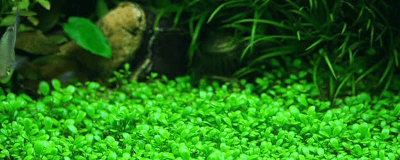 How to Grow Aquarium Grass