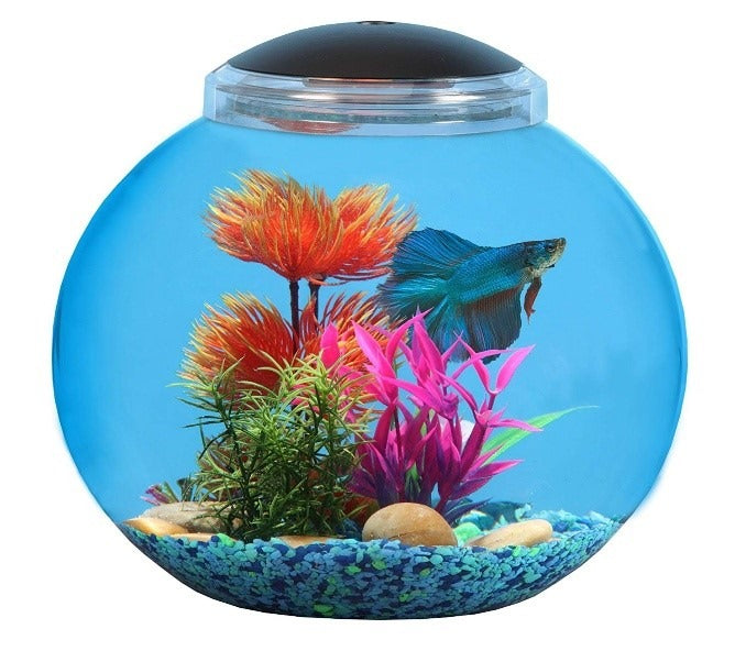 Best Fish for a 3-Gallon Aquarium (Freshwater)