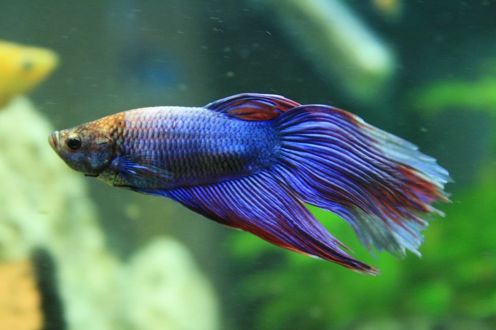 Is Your Aquarium's Water Hurting Your Betta?