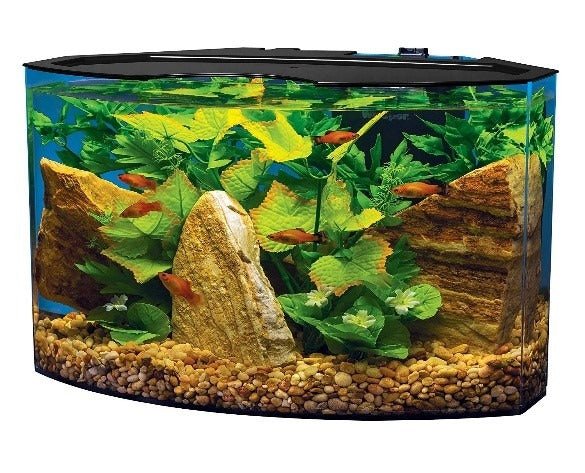 The Pros and Cons of Nano Aquariums