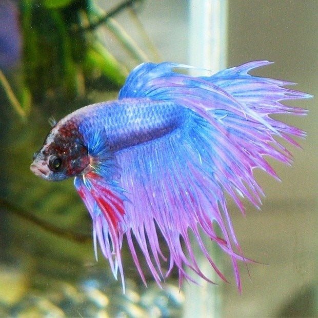 6 Toasty Betta Tank Heaters (no affiliate links :)