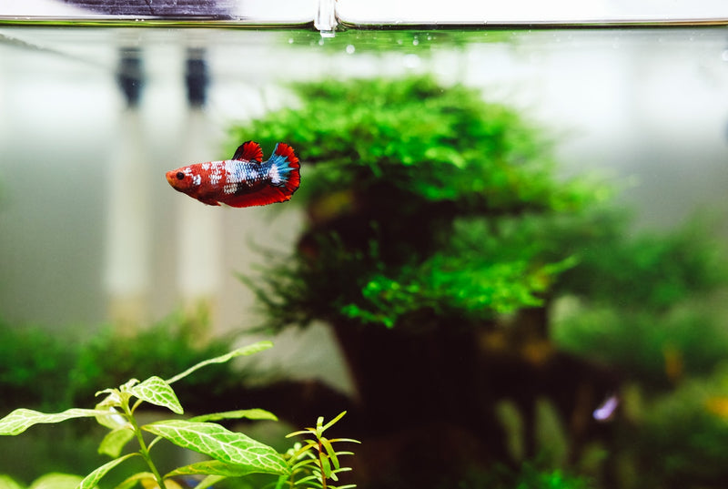 Best plants for freshwater fish tanks