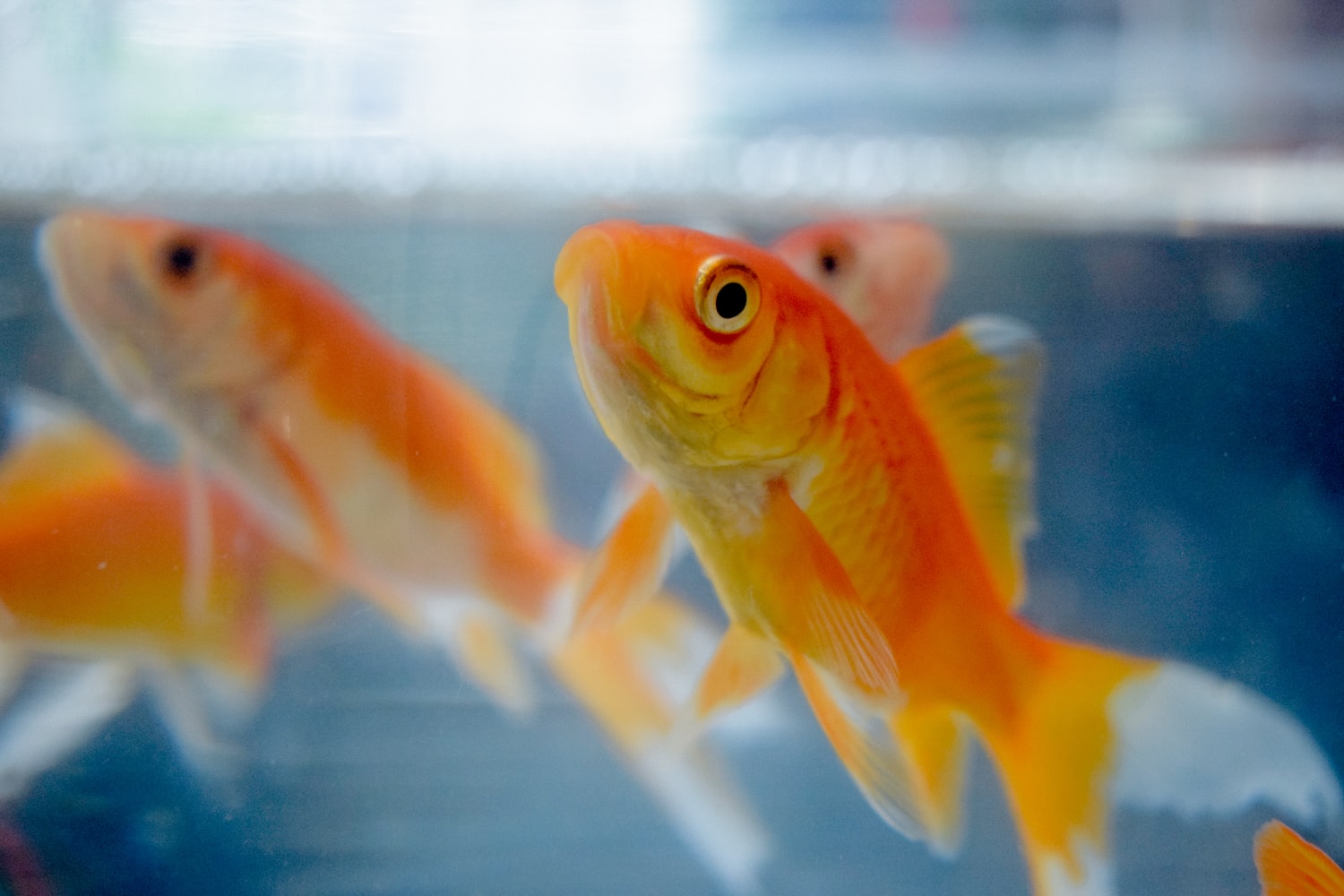 3 Fantastic Fish for Cold-Water Aquariums