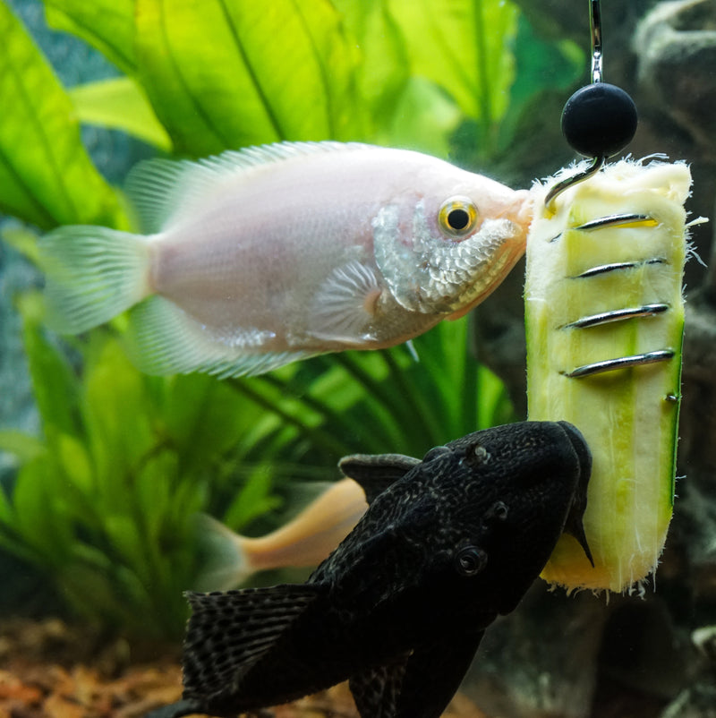 Feed Vegetables in Fish Tank